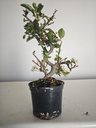 *M 20 Malus sargentii 55 euros con envio gratis peninsula.