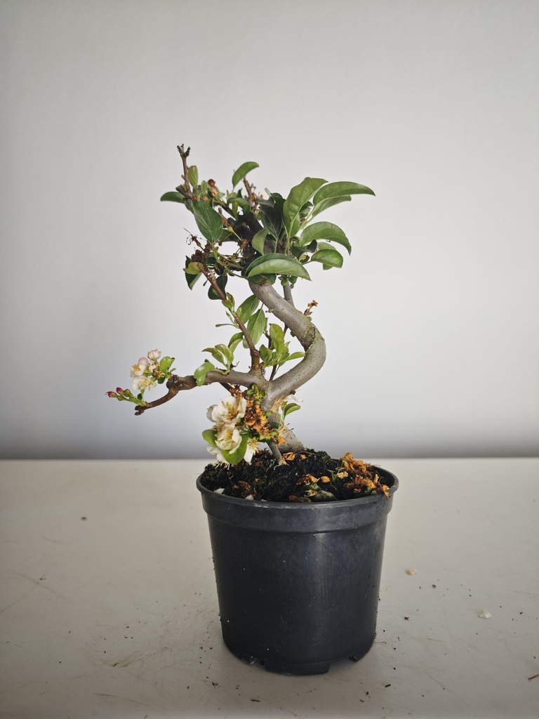 *M 20 Malus sargentii 55 euros con envio gratis peninsula.