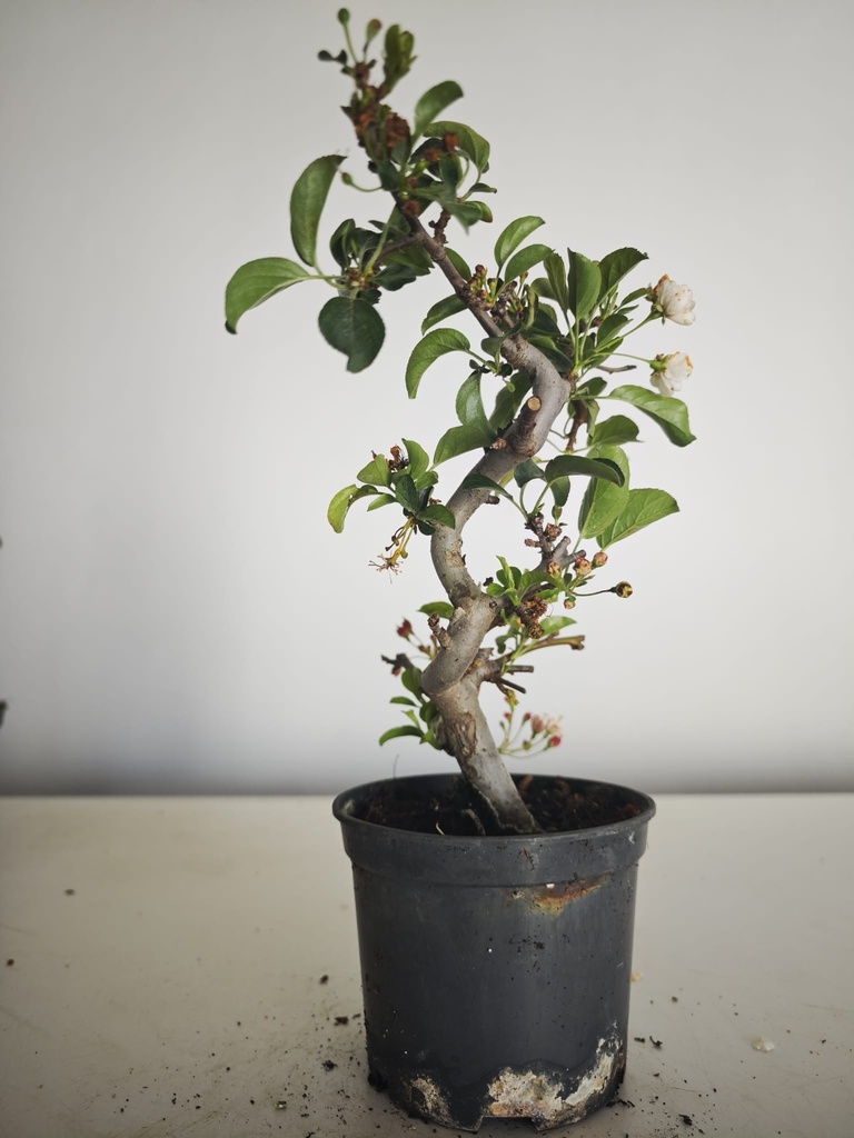 *M 21 Malus sargentii 55 euros con envio gratis peninsula.