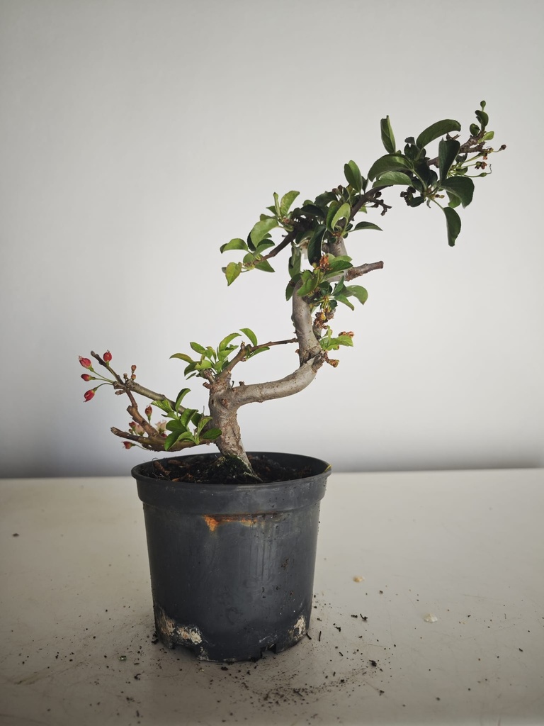 *M 21 Malus sargentii 55 euros con envio gratis peninsula.