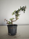 *M 21 Malus sargentii 55 euros con envio gratis peninsula.