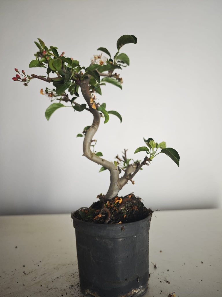 *M 22 Malus sargentii 55 euros con envio gratis peninsula.
