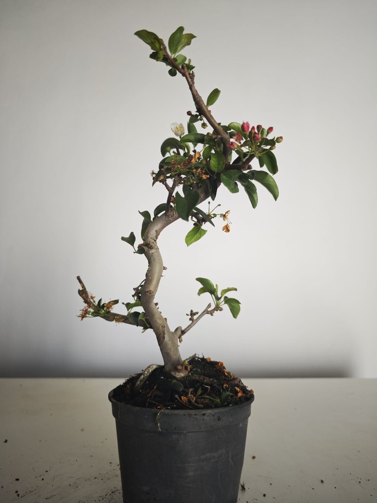 *M 22 Malus sargentii 55 euros con envio gratis peninsula.