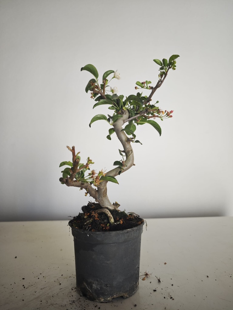 *M 22 Malus sargentii 55 euros con envio gratis peninsula.