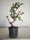 *M 23 Malus sargentii 55 euros con envio gratis peninsula.