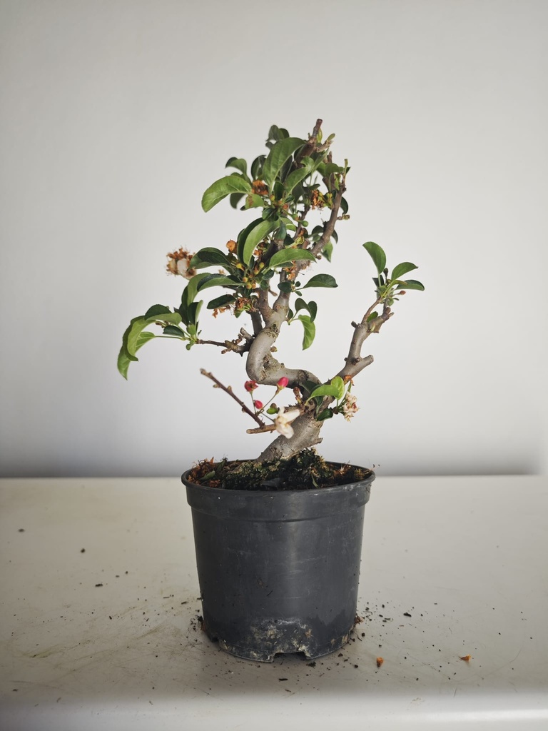 *M 23 Malus sargentii 55 euros con envio gratis peninsula.