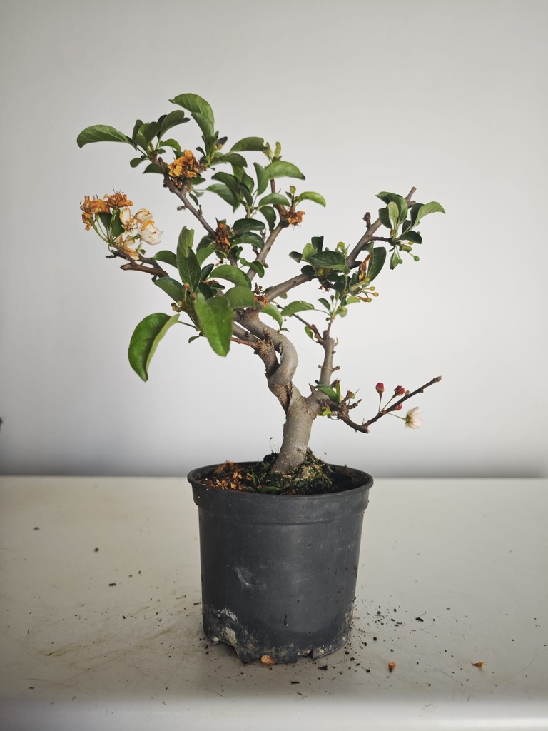 *M 23 Malus sargentii 55 euros con envio gratis peninsula.