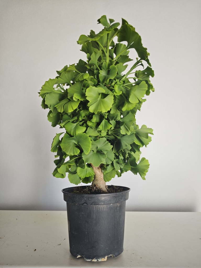 *Gi 27 Ginkgo 280 euros con envio gratis peninsula.