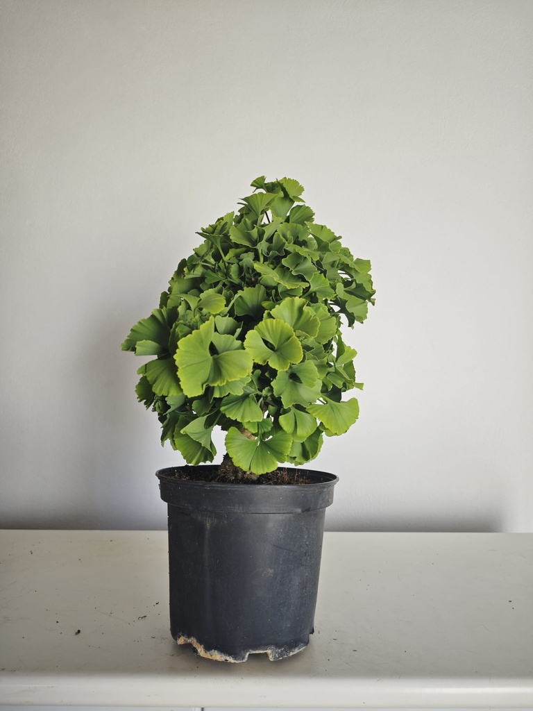 *Gi 27 Ginkgo 280 euros con envio gratis peninsula.