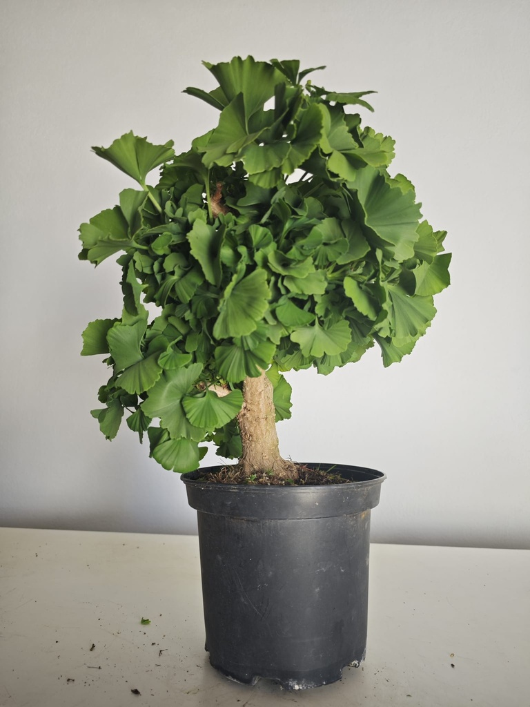 *Gi 28 Ginkgo 280 euros con envio gratis peninsula.