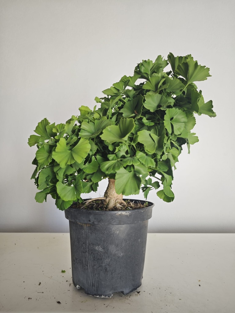 *Gi 28 Ginkgo 280 euros con envio gratis peninsula.