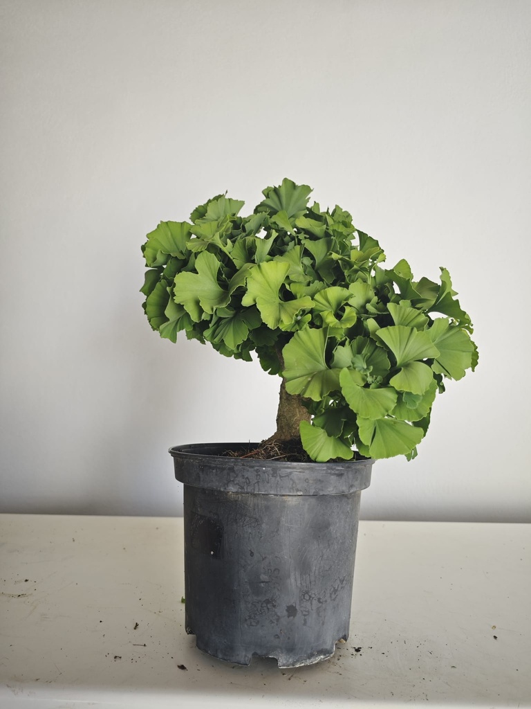 *Gi 28 Ginkgo 280 euros con envio gratis peninsula.