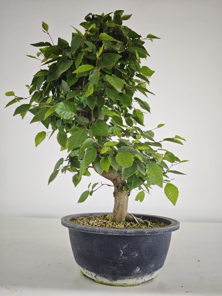 *Cr 2. Crataegus cuneata 180 euros con envio gratis peninsula.