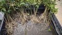 P 4. Plantones Acer buergerianum 4 unidades 24 euros con envio gratis peninsula.