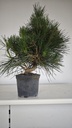 * P 11 Pinus thunbergii, 70 euros con envio gratis peninsula.