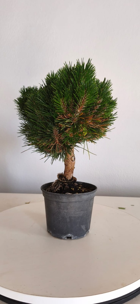 *P 28 Pinus thubergii seniyumaru 100 euros con envio gratis peninsula.