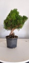 *P 26 Pinus thubergii seniyumaru 100 euros con envio gratis peninsula.