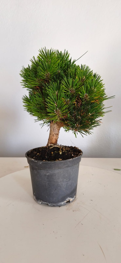 *P 27 Pinus thubergii seniyumaru 100 euros con envio gratis peninsula.