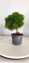 *P 27 Pinus thubergii seniyumaru 100 euros con envio gratis peninsula.