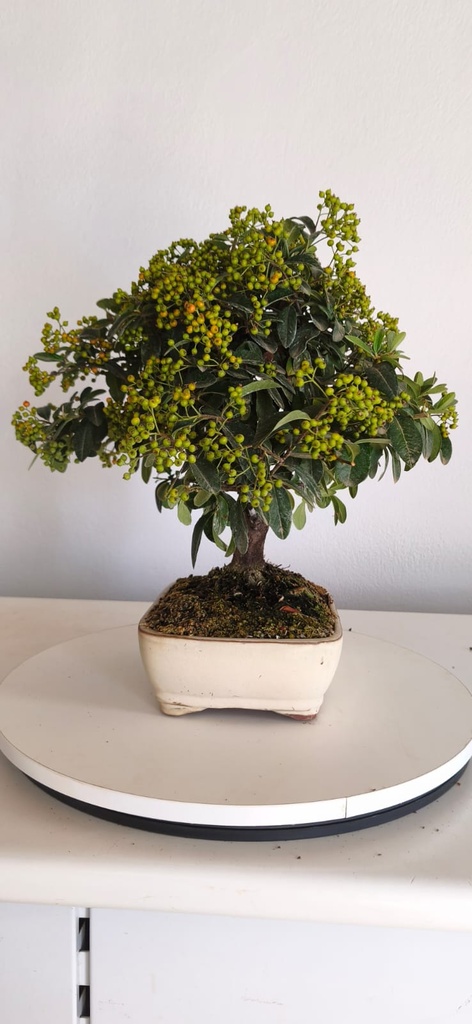 *PY 17. Pyracantha 100 euros con envio gratis peninsula.