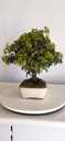 *PY 17. Pyracantha 100 euros con envio gratis peninsula.
