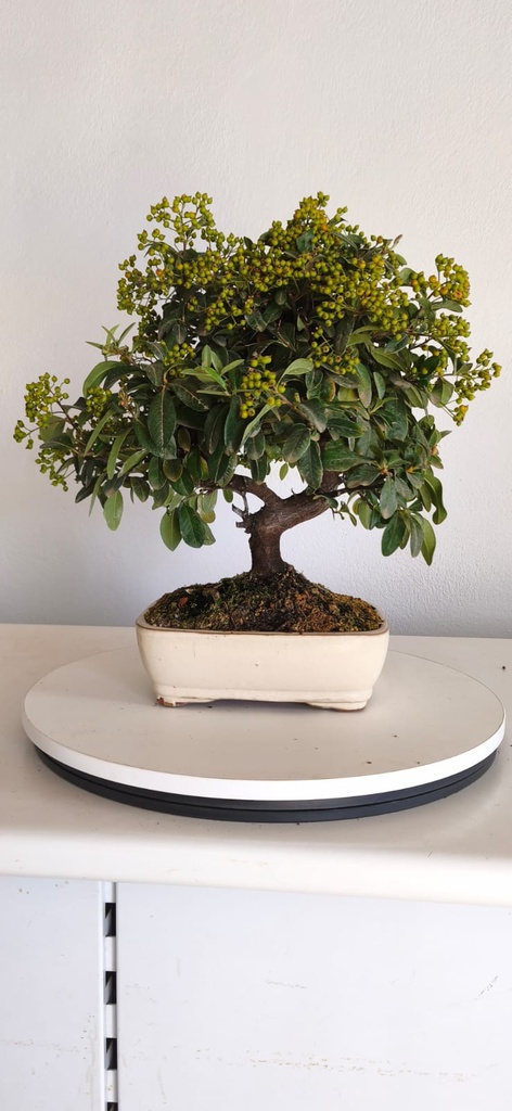 *PY 17. Pyracantha 100 euros con envio gratis peninsula.