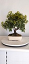 *PY 12. Pyracantha 200 euros con envio gratis peninsula.