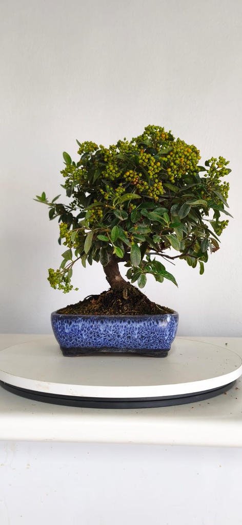 *PY 13. Pyracantha 100 euros con envio gratis peninsula.