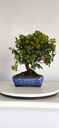 *PY 13. Pyracantha 100 euros con envio gratis peninsula.