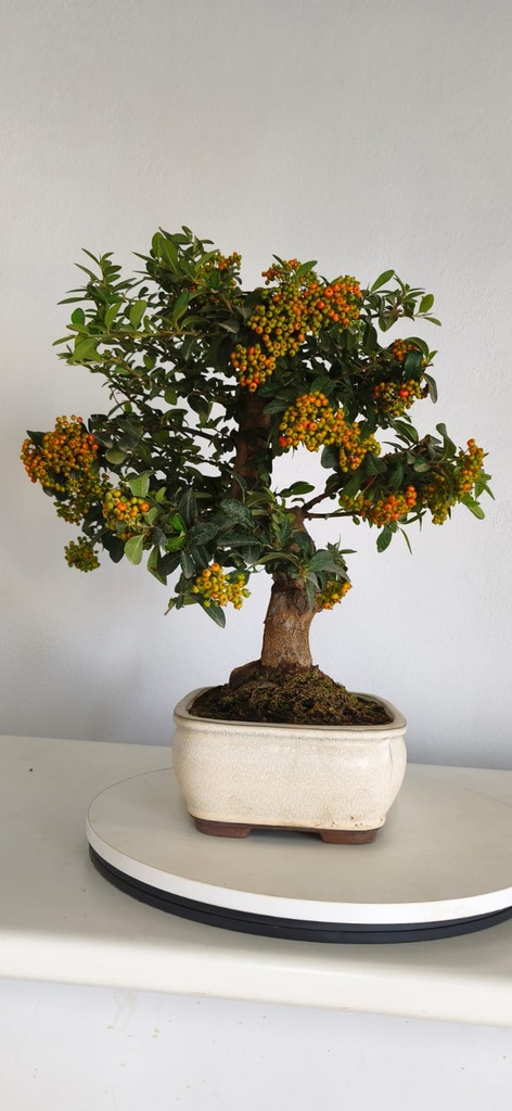 *PY 11. Pyracantha 250 euros con envio gratis peninsula.