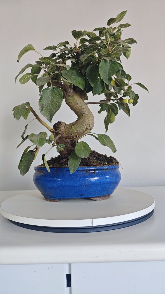*M 26 Malus  135 euros con envio gratis peninsula.