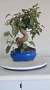 *M 26 Malus  135 euros con envio gratis peninsula.