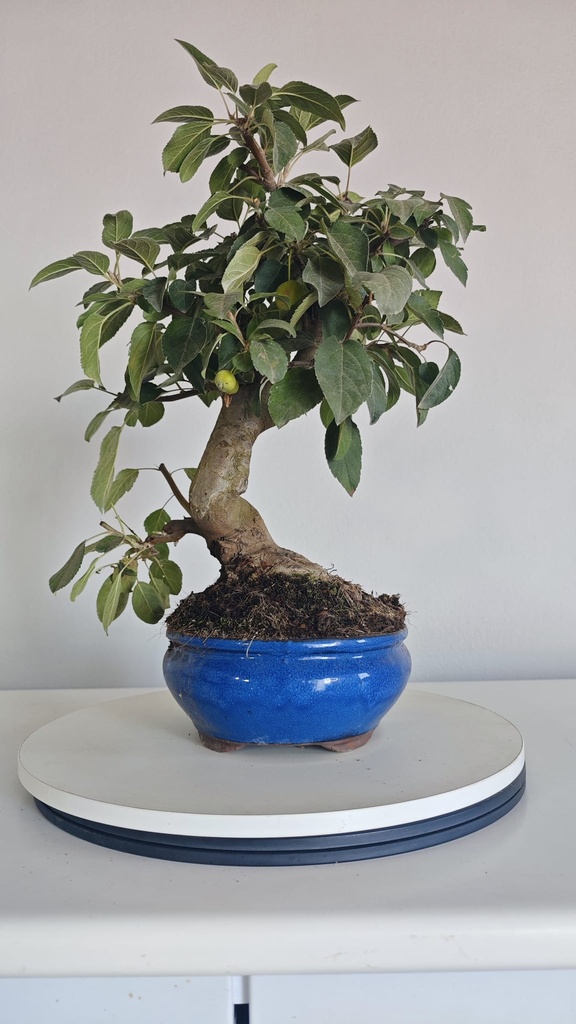 *M 26 Malus  135 euros con envio gratis peninsula.