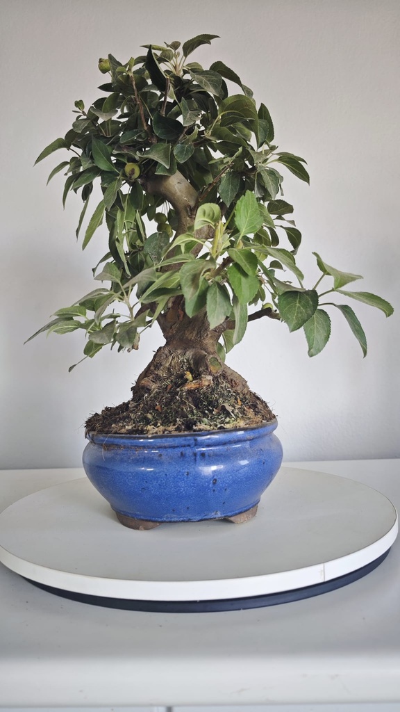 *M 27 Malus 135 euros con envio gratis peninsula.