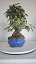 *M 27 Malus 135 euros con envio gratis peninsula.