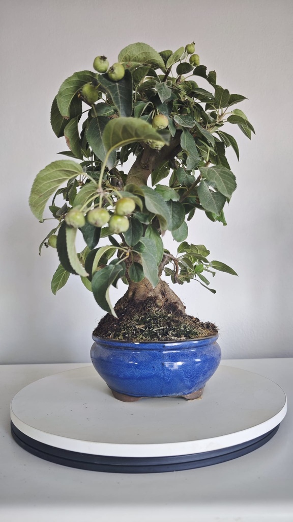 *M 27 Malus 135 euros con envio gratis peninsula.