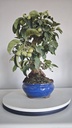 *M 27 Malus 135 euros con envio gratis peninsula.