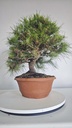 * Pinus halepensis 100 euros con envio gratis penisula.00