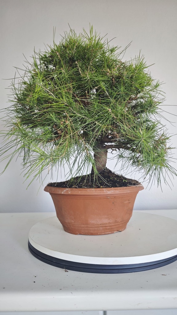 * Pinus halepensis 100 euros con envio gratis penisula.00