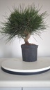 * P 2 Pinus thunbergii 100 euros con envio gratis peninsula.