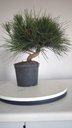 * P 2 Pinus thunbergii 100 euros con envio gratis peninsula.