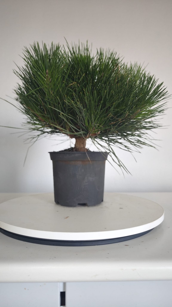 * P 3 Pinus thunbergii 100 euros con envio gratis peninsula.
