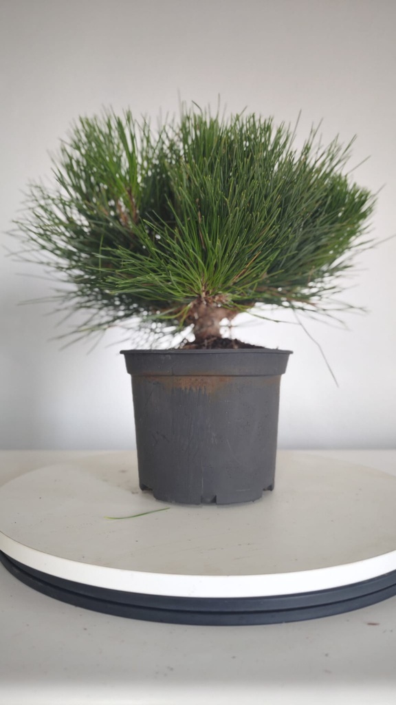 * P 3 Pinus thunbergii 100 euros con envio gratis peninsula.