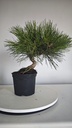 * P 4 Pinus thunbergii 100 euros con envio gratis peninsula.