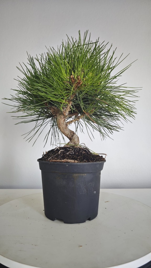 * P 4 Pinus thunbergii 100 euros con envio gratis peninsula.