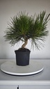 * P 5 Pinus thunbergii 100 euros con envio gratis peninsula.