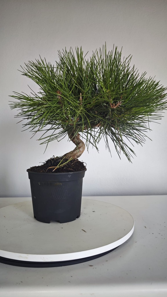 * P 5 Pinus thunbergii 100 euros con envio gratis peninsula.