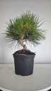 * P 5 Pinus thunbergii 100 euros con envio gratis peninsula.