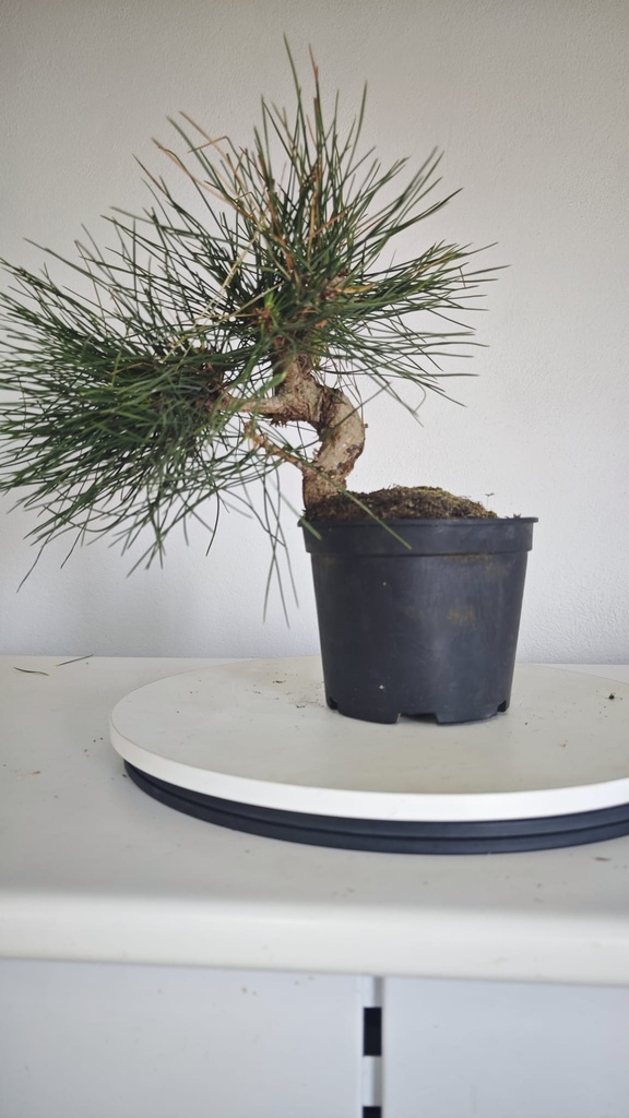 * P 6 Pinus thunbergii 100 euros con envio gratis peninsula.