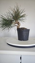 * P 6 Pinus thunbergii 100 euros con envio gratis peninsula.